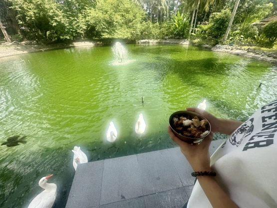 The farm at san benito - duck feeding bread