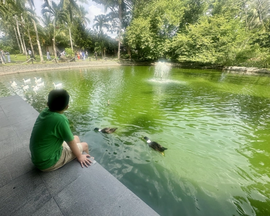 The farm at san benito - duck feeding on the water