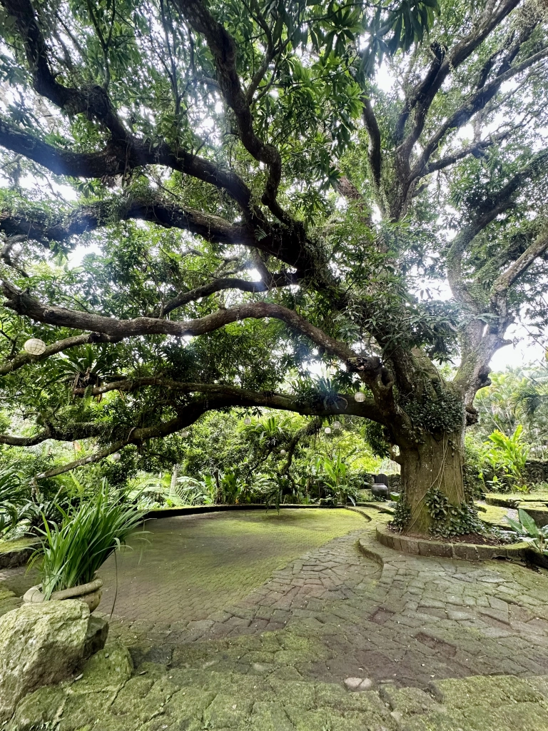 The farm at san benito - centennial mango tree