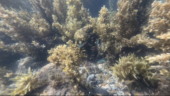 Mangrove Resort Hotel - Fishes under the sea